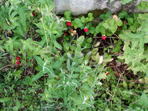 fraises des bois